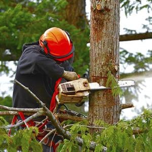 How Much For Tree Removal?